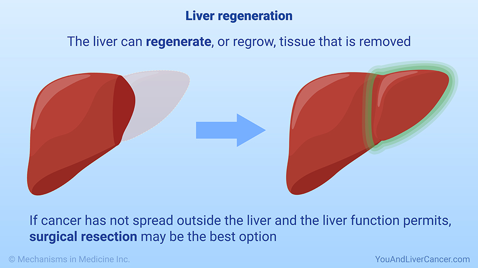 Liver regeneration