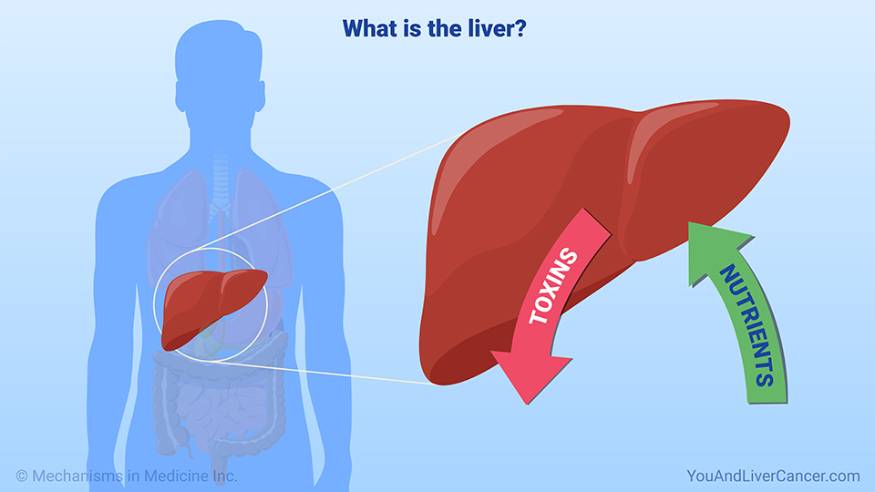 What is the liver?